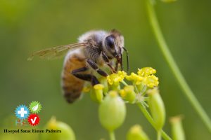 سمپاشی زنبور دفع زنبور از محل زندگی