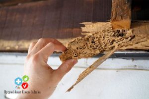 نحوه تشخیص موریانه موریانه در منزل موریانه در وسایل چوبی